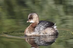 Images Dated 10th January 2011: Pied-billed Grebe