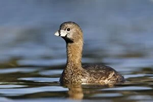 Images Dated 1st March 2007: Pied-billed Grebe
