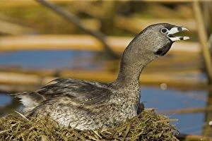 Images Dated 18th May 2005: Pied-billed Grebe-Calling-Nesting-New York, USA-Common in shallow fresh water-Rare in salt water-A