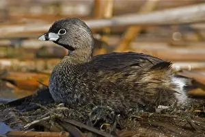 Pied Billed Prints: Pied-billed Grebe - On nest