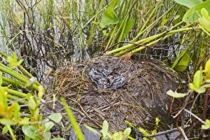 Pied-billed Grebe nest with chicks