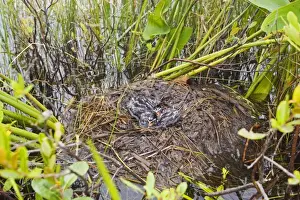Pied-billed Grebe nest with chicks, Podilymbus podiceps. Maine in July