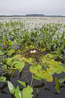 Pied-billed Grebe nest with eggs