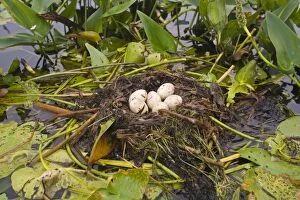 Images Dated 28th July 2008: Pied-billed Grebe nest with eggs