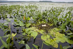 Podiceps Prints: Pied-billed Grebe nest with eggs, Podilymbus podiceps. Maine in July