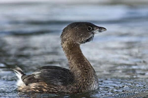Billed Gallery: A Pied-billed Grebe (Podilymbus podiceps)