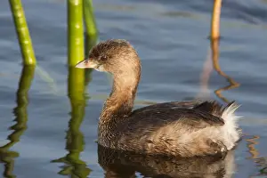 Pied-billed Grebe - in winter - Florida - USA - January