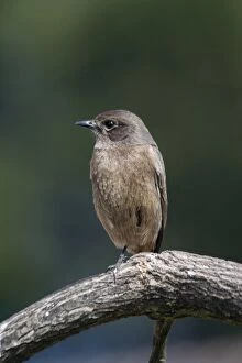 Pied Bushchat / Pied Bush Chat - Female, perched on branch