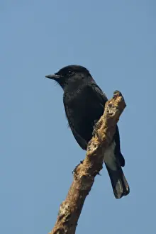 Chat Prints: Pied Bushchat / Pied Bush Chat- Male perched on branch