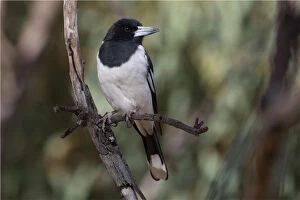Butcherbird Gallery: Pied Butcherbird - On a dead branch - Alice Springs