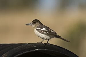 Images Dated 8th August 2006: Pied Butcherbird female On the cover of a cattle watering trough, near Gibb River Road, Kimberley