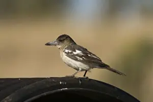 Butcherbird Prints: Pied Butcherbird female On the cover of a cattle watering trough