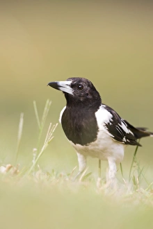 Images Dated 14th January 2007: Pied Butcherbird - Groundlevel image