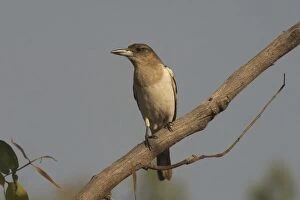Images Dated 22nd June 2004: Pied Butcherbird - Immature. At Drysdale Station, Mitchell Plateau, Kimberleys, Western Australia