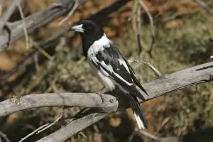 Butcherbird Prints: Pied Butcherbird Near Lake Moondarra, Mt Isa, Queensland, Australia