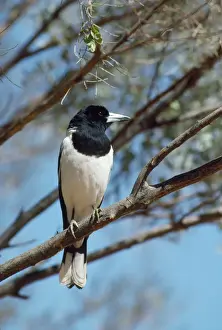 Pied Butcherbird - predator of budgerigar The Olgas, Uluru National Park, Northern Territory, Australia
