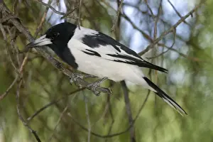 Pied Butcherbird Telegraph Station, Alice Springs, Australia