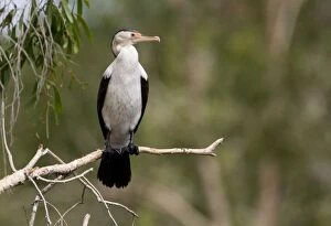 Images Dated 11th May 2007: Pied Cormorant Inhabits coastal and inland waterways aorund Australia