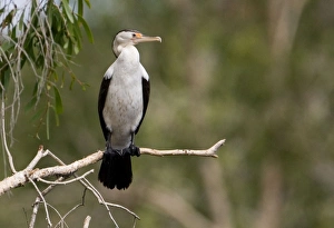 Images Dated 11th May 2007: Pied Cormorant Inhabits coastal and inland waterways aorund Australia
