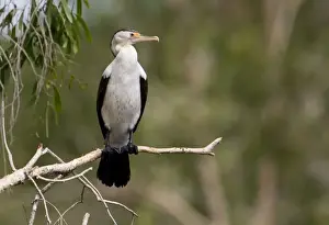 Pied Cormorant Inhabits coastal and inland waterways aorund Australia. At Manning Gorge, Gibb River Road, Kimberley, Western Australia