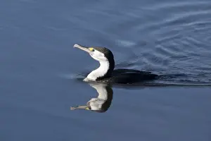 Cormorants Prints: Pied Cormorant - in a stream near Waikuku - Canterbury - New Zealand