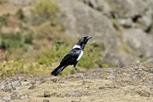 Corvid Prints: Pied Crow. Simien mountains - Ethiopia