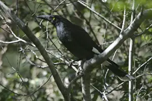 Pied Currawong Mt Coot-tha, Brisbane, Queensland, Australia