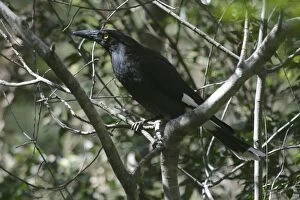 Images Dated 16th September 2003: Pied Currawong Mt Coot-tha, Brisbane, Queensland, Australia