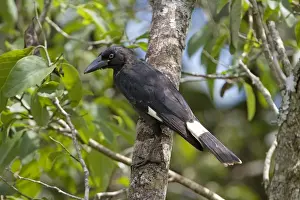 Pied Currawong - perched in a persimmon tree - near Malanda, Queensland, Australia