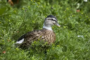 Pied Prints: Pied call duck - female - part of a collection of specialised ducks