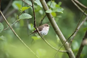 Flycatchers Prints: Pied Flycatcher - female
