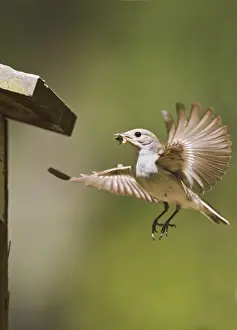 Nest Boxes Prints: Pied Flycatcher - female flying to nest box with food 10727