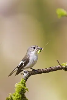 Pied Flycatcher - female with food in mouth - Mid Wales 10717