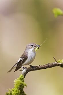 Images Dated 31st May 2010: Pied Flycatcher - female with food in mouth - Mid Wales 10717