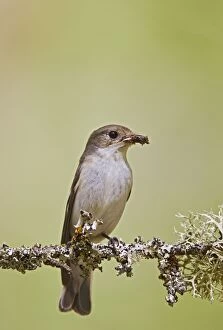 Images Dated 31st May 2010: Pied Flycatcher - female with food in mouth - Mid Wales 10722