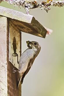 Pied Flycatcher - female at nest box with food
