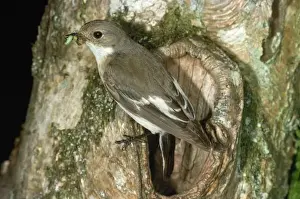 Flycatcher Prints: Pied Flycatcher - with food in beak