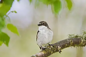 Flycatcher Prints: Pied Flycatcher - male near nest - Mid Wales 10711