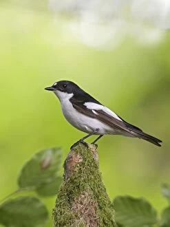 Images Dated 9th June 2007: Pied Flycatcher – male near nest – side view West Wales UK 004681