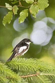 Images Dated 9th June 2007: Pied flycatcher – male near nest – side view West Wales UK 004690