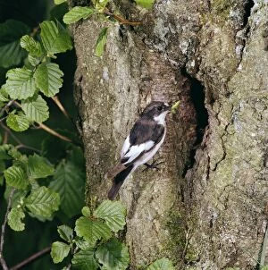 PIED FLYCATCHER - male at tree nest