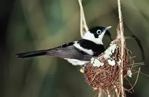 Monarchs Prints: Pied Flycatcher / Monarch - male on nest in rainforest North Queensland Australia