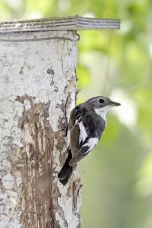 Pied Flycatcher - at the nest in White Birch Tree ( Betula verrucosa )