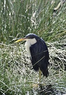 Images Dated 19th July 2012: Pied Heron