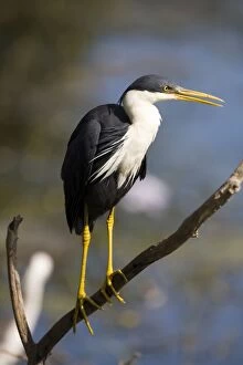 Images Dated 16th June 2006: Pied Heron - Inhabits coastal wetlands and billabongs in the far north of Australia