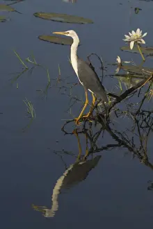 Pied Heron - Juvenile. At Marlgu Billabong, part of the Parry Lagoons Nature Reserve on the Lower Ord River Floodplain. Near Wyndham Western Australia. Australia