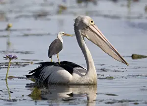 Size Prints: Pied Heron riding on Australian Pelican (Pelecanus conspicillatus)