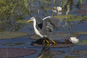 Billabong Prints: Pied Heron - taking off At Marlgu Billabong