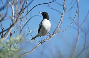 Honeyeater Prints: Pied Honeyeater - juvenile