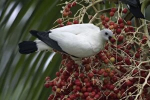 Pied Imperial Pigeon - Eating berries